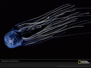 7 Hewan laut paling mematikan &#91;pict &#93;