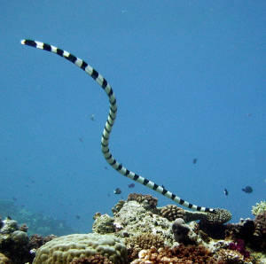 7 Hewan laut paling mematikan &#91;pict &#93;