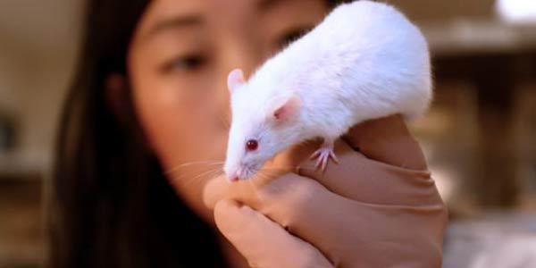 Tahukah Kamu Mengapa Percobaan Medis Sering Memakai Tikus?