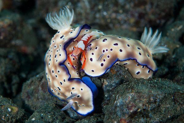 Inilah Foto-Foto Terbaik Bawah Laut : Pemenang Amatir Kontes 2013
