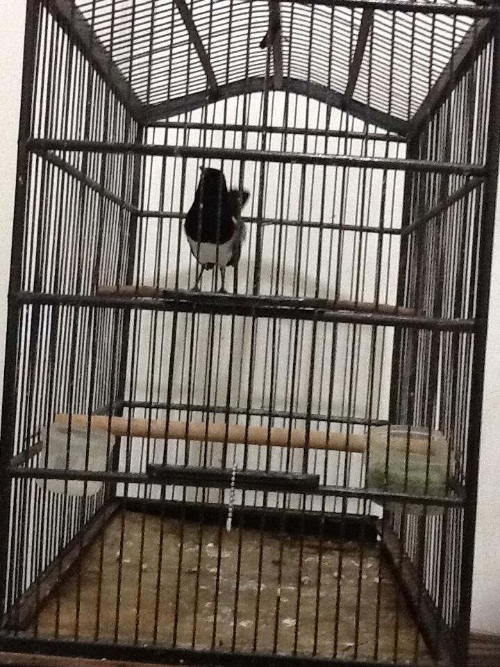 Terjual Dijual burung kacer muda gacorrrr ( depok )  KASKUS