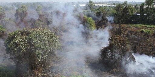 Pelaku pembakaran hutan riau di tangkap