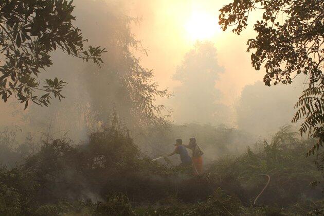 Pelaku pembakaran hutan riau di tangkap