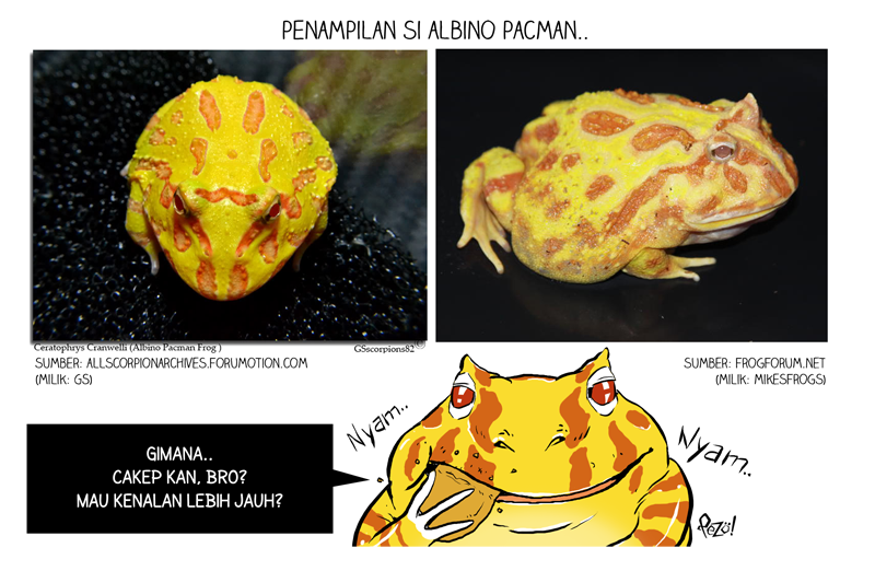 &#91;Info Hewan Bergambar + Komik!&#93; - Albino Pacman