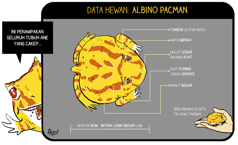 &#91;Info Hewan Bergambar + Komik!&#93; - Albino Pacman