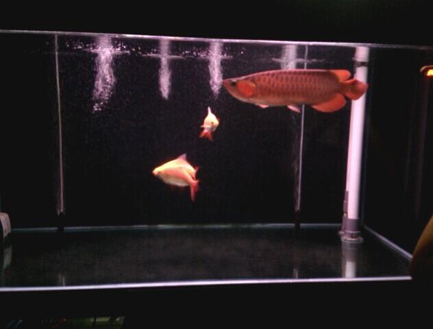 Ikan Arwana SR Jakarta