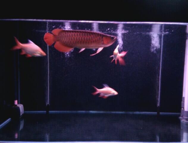 Ikan Arwana SR Jakarta