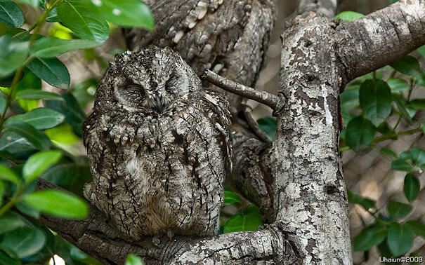 Kamuflase Menakjubkan ala Burung Hantu &#91; Pict &#93;