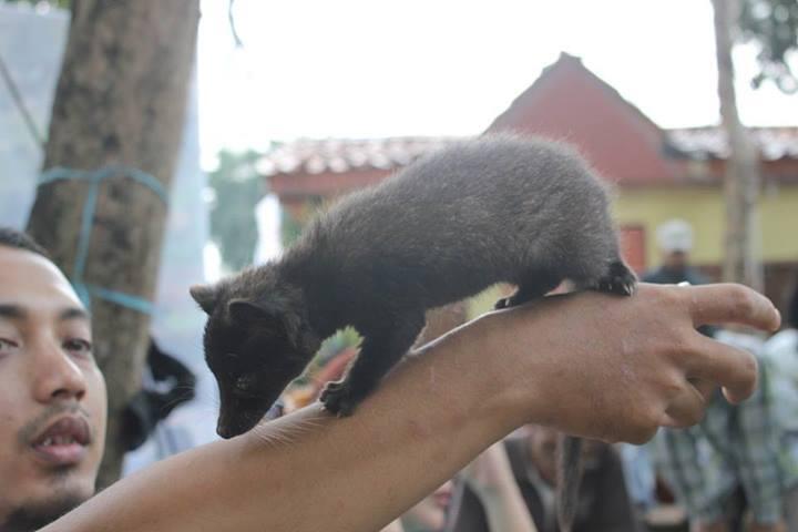 Mengenal musang dan komunitas Djaringan Musang Lover (Djamal)