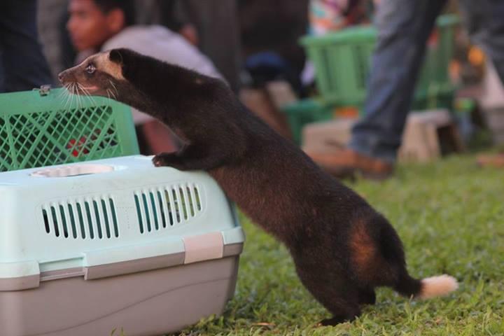 Mengenal musang dan komunitas Djaringan Musang Lover (Djamal)