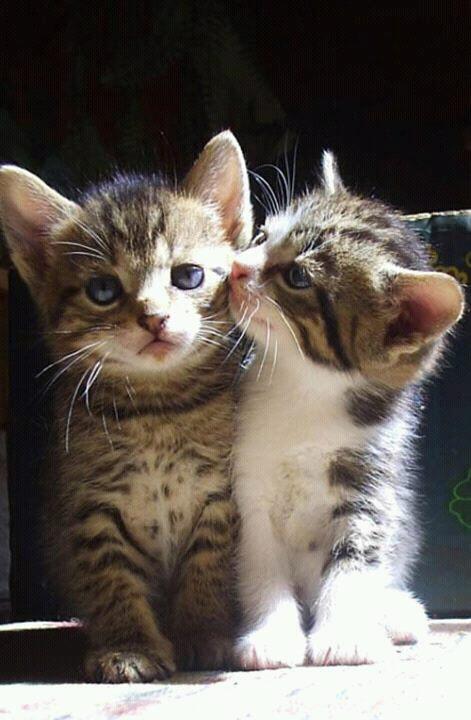 Tentang kucing, Selama ini
