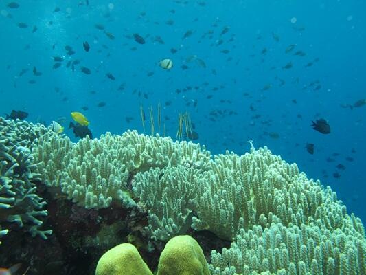 Wakatobi Surga bawah laut