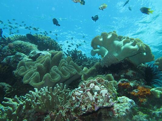 Wakatobi Surga bawah laut