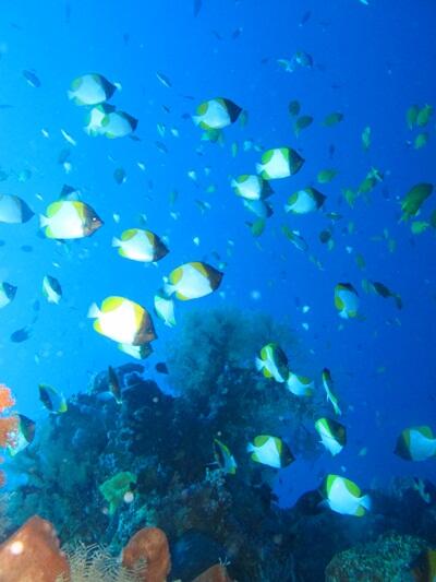 Wakatobi Surga bawah laut