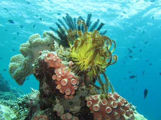 Wakatobi Surga bawah laut