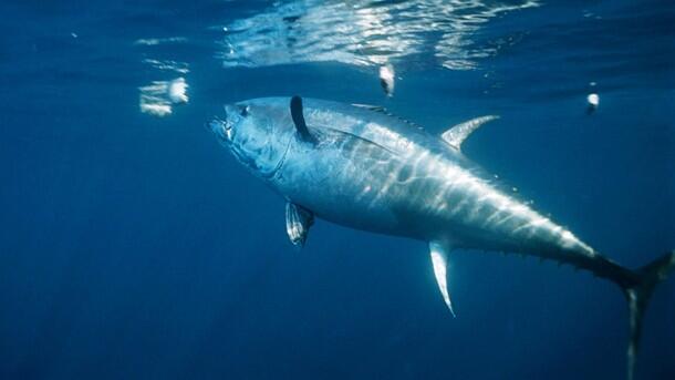 All About WICKED TUNA - ©volumee1