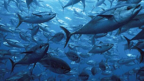 All About WICKED TUNA - ©volumee1