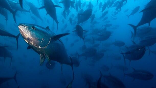 All About WICKED TUNA - ©volumee1