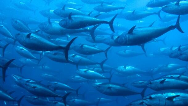 All About WICKED TUNA - ©volumee1