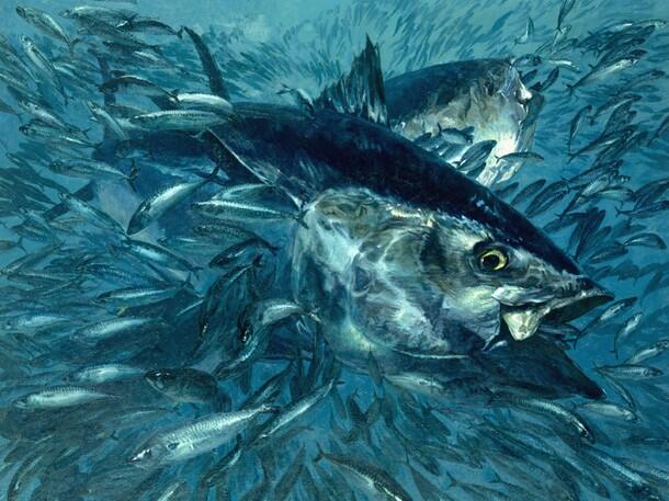 All About WICKED TUNA - ©volumee1
