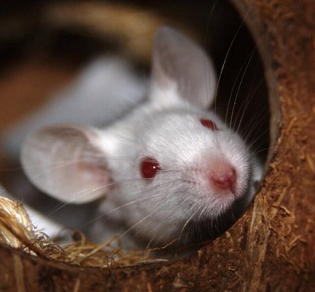 Tikus berkicau hasil rekayasa genetika 