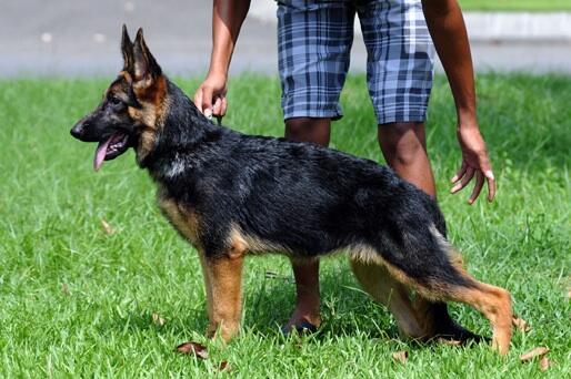 herder / GSD berkwalitas