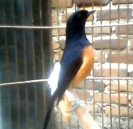 Burung Murai Batu Medan