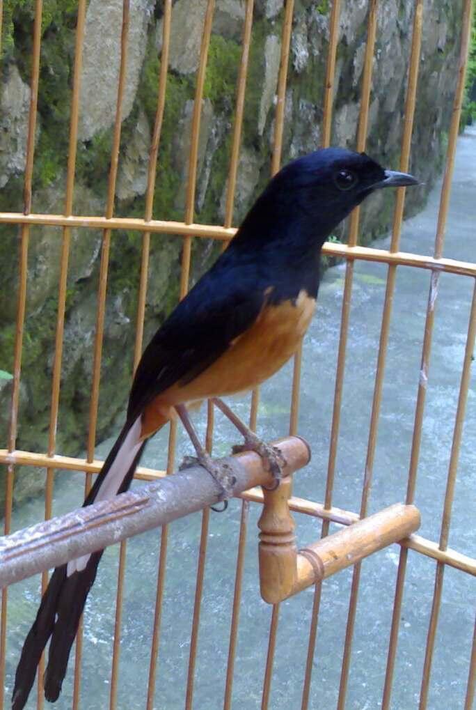 Burung Murai Batu Medan