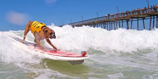 40 Anjing ikuti kompetisi selancar tahunan di California