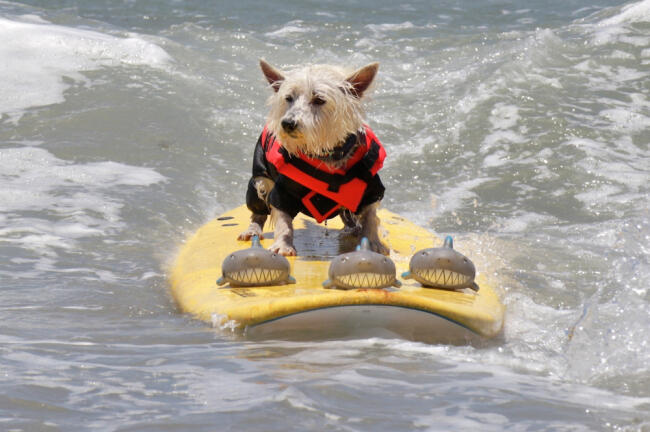 40 Anjing ikuti kompetisi selancar tahunan di California