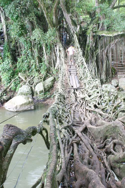 Jembatan Akar Yang Unik Di Indonesia