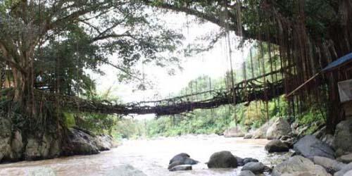 Jembatan Akar Yang Unik Di Indonesia