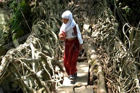 Jembatan Akar Yang Unik Di Indonesia