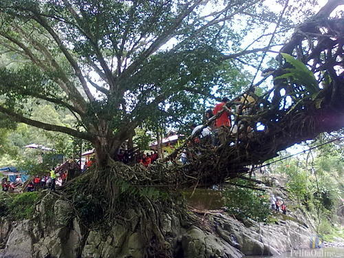 Image result for JEMBATAN dari akar di sumatera barat