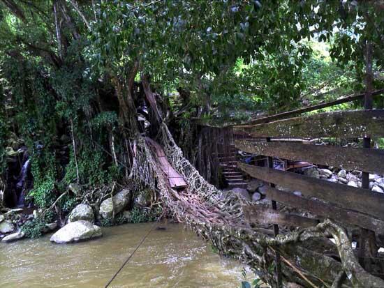 Jembatan Akar Yang Unik Di Indonesia