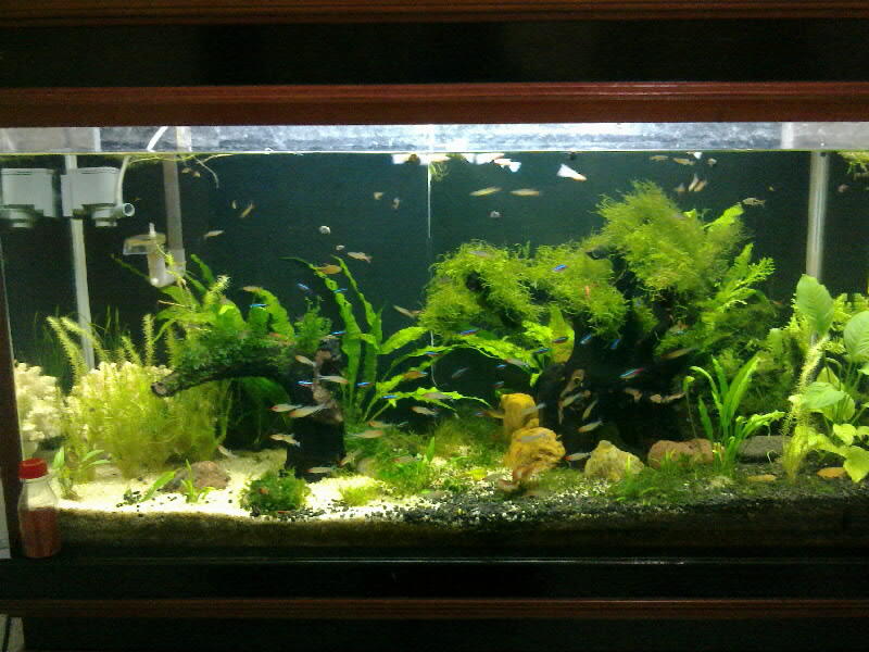 Cari aquarium ukuran 1meter + meja second