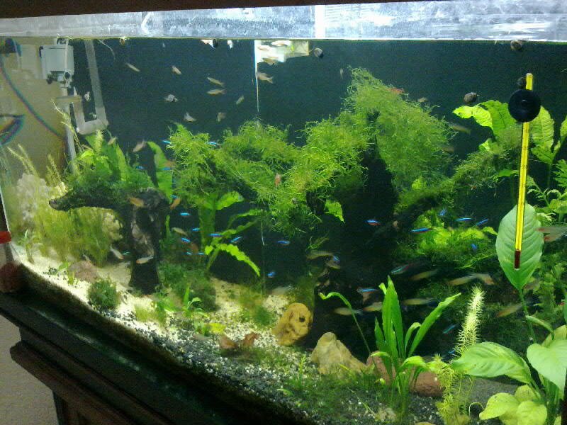 Cari aquarium ukuran 1meter + meja second