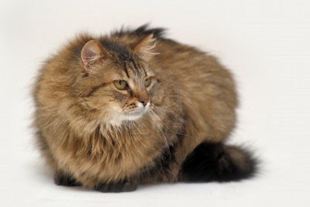 SIBERIAN FOREST CAT BAGI INFORMASI YUKK