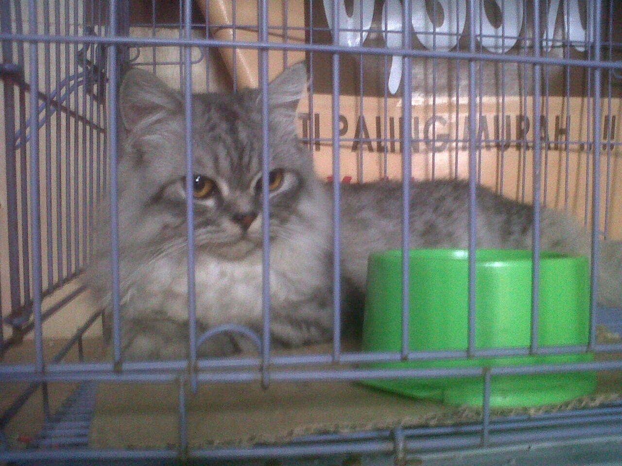 SIBERIAN FOREST CAT BAGI INFORMASI YUKK