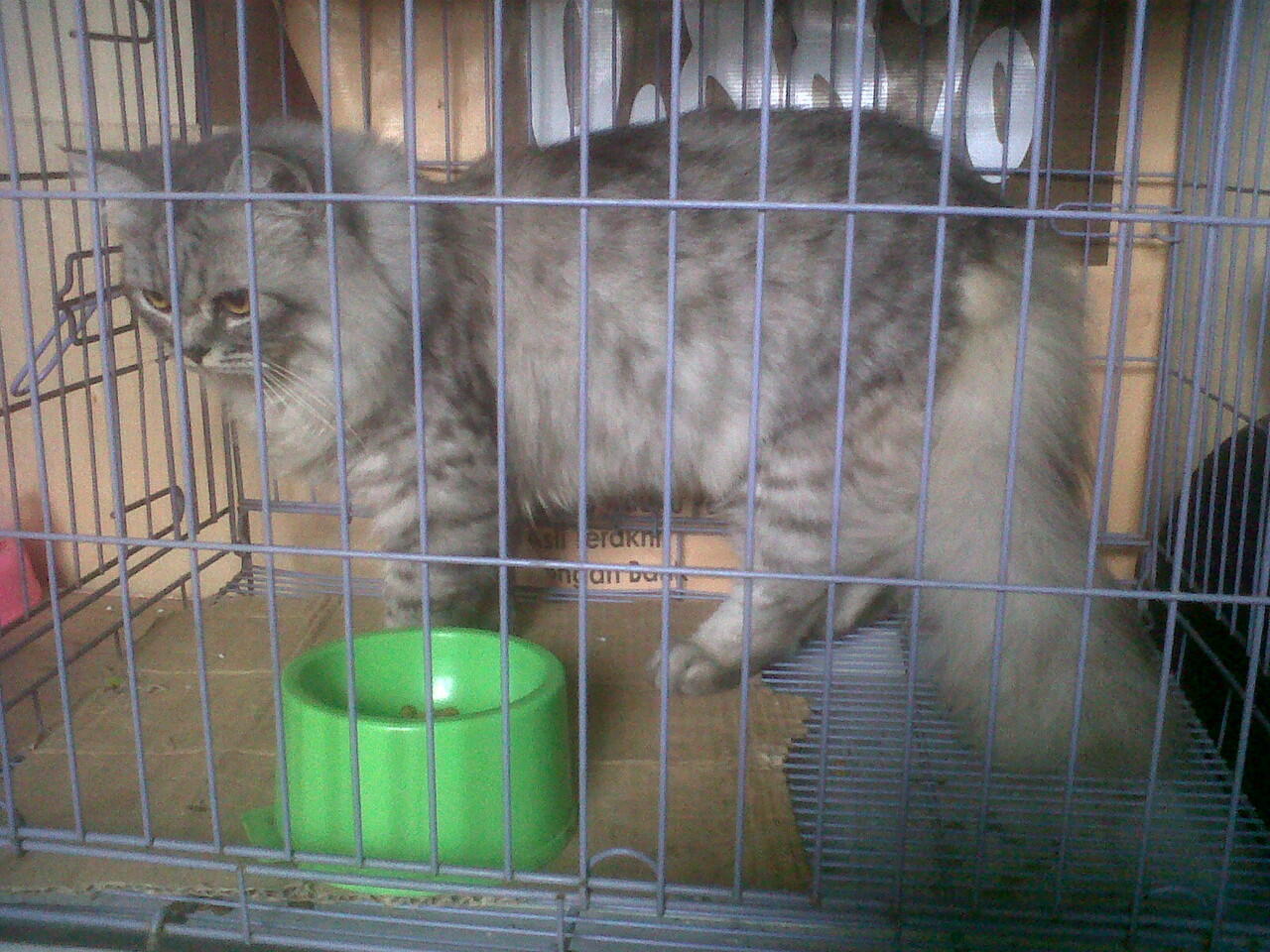 SIBERIAN FOREST CAT BAGI INFORMASI YUKK