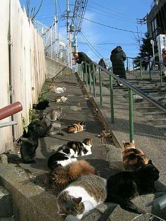 Tashiro, Pulau Di Jepang Yang Penduduknya Kebanyakan Kucing