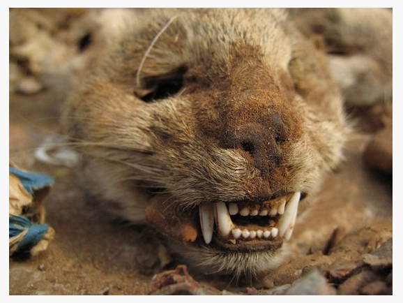 Ini Gan Tempat Belanja Sehari-hari Para Ahli Voodo