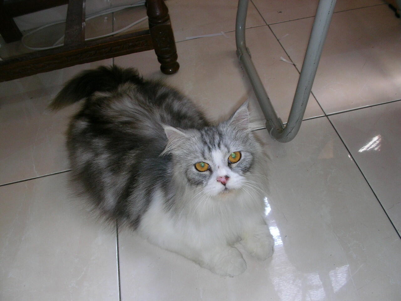 Dijual Kucing anggora