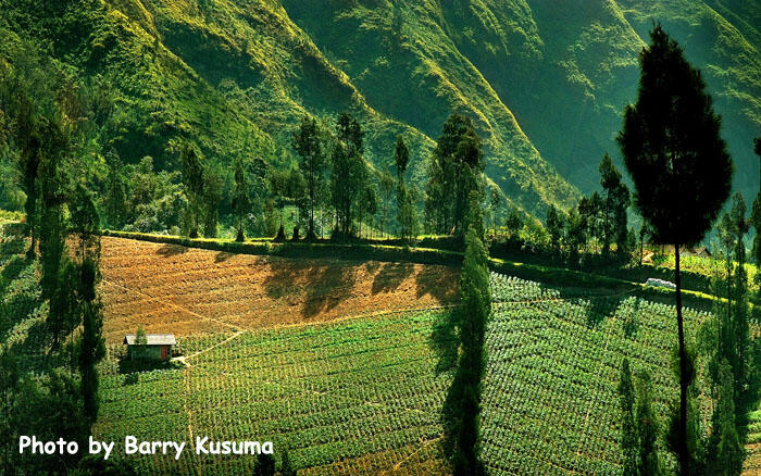 Gunung Bromo Lukisan alam terindah di Jawa Timur.