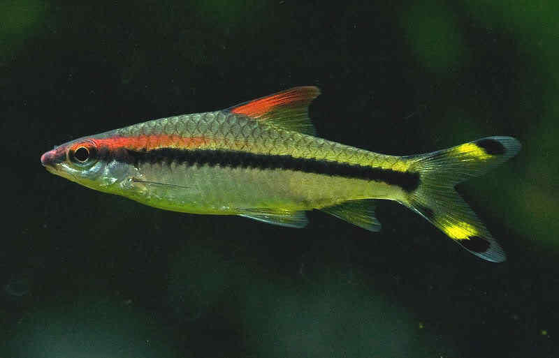 (Ask) Tentang Ikan Puntius Denisonii