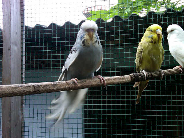 Terjual Parrot jinak | Parkit, Cockatiel, Lovebird
