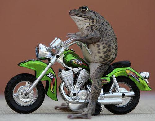 ni gan ane mau ngasih pndapat kpada agan/aganwati, Bahaya Cuci Motor Saat Mesin Masi