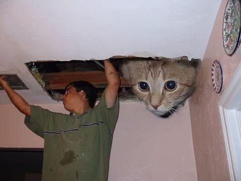 Kucing limited edition gan {Just share}