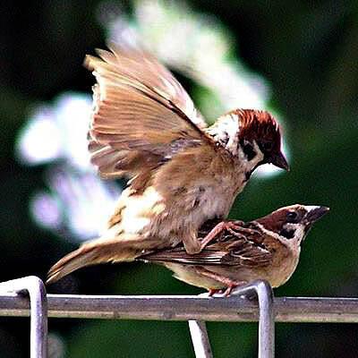 Bagaimana Burung Bisa Tak Punya Penis? :bingungs