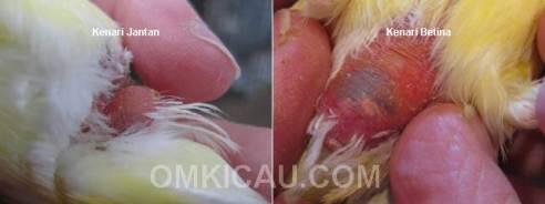 Bagaimana Burung Bisa Tak Punya Penis? :bingungs